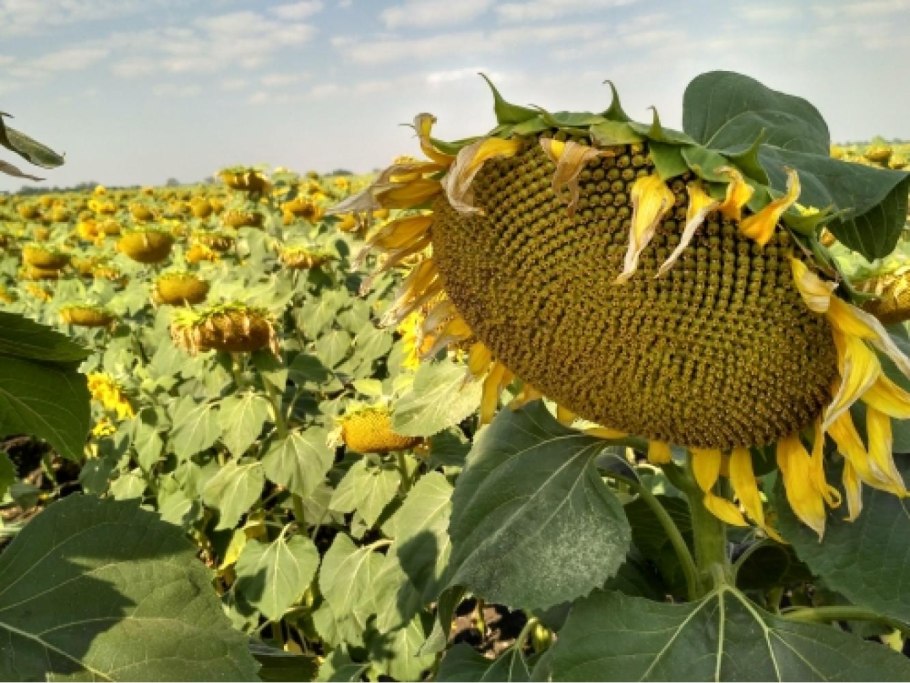 Поле подсолнухов Эстетика