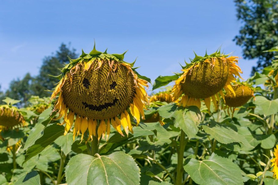 Гибрид подсолнечника Посейдон