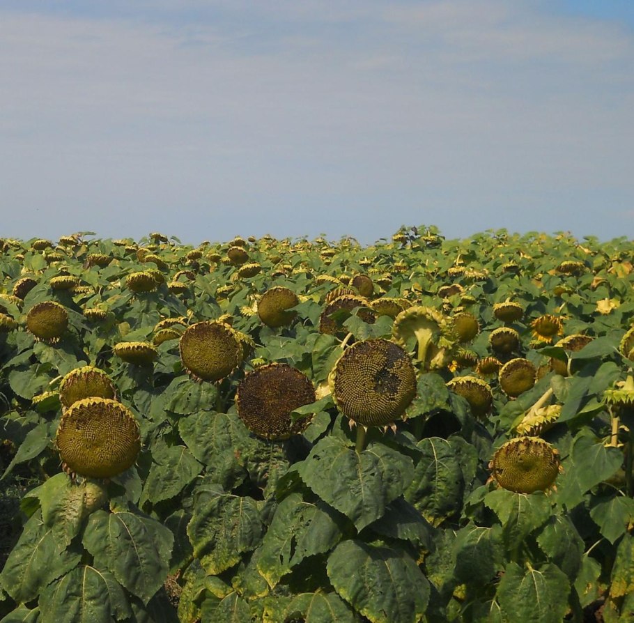 Подсолнечник санмарин 410