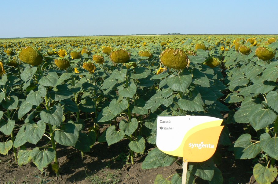 Подсолнечник Добрыня