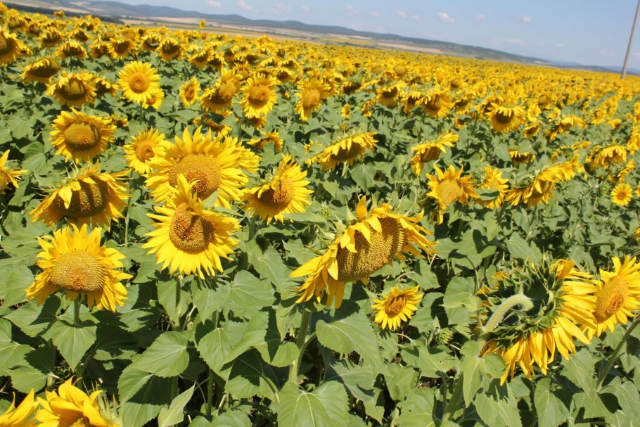 Подсолнечник 2019