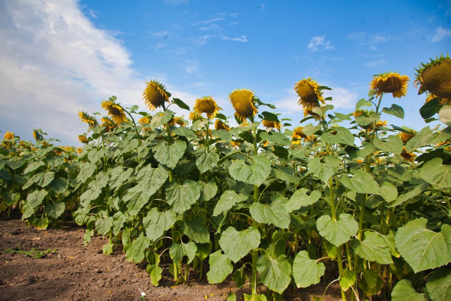 ЛГ 5555 гибрид подсолнечника