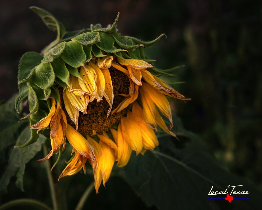 Подсолнечник карликовый Санспот