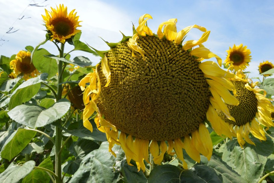 Семена подсолнечник Енисей 10г