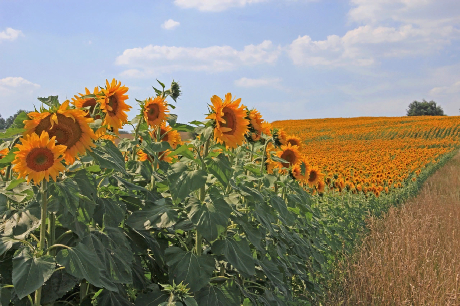 Подсолнухи Сенеж