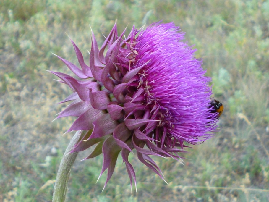 Чертополох курчавый, сем. Астровые