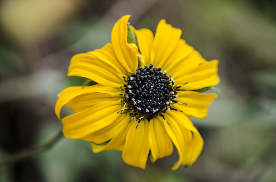 Астровые макрофотографии