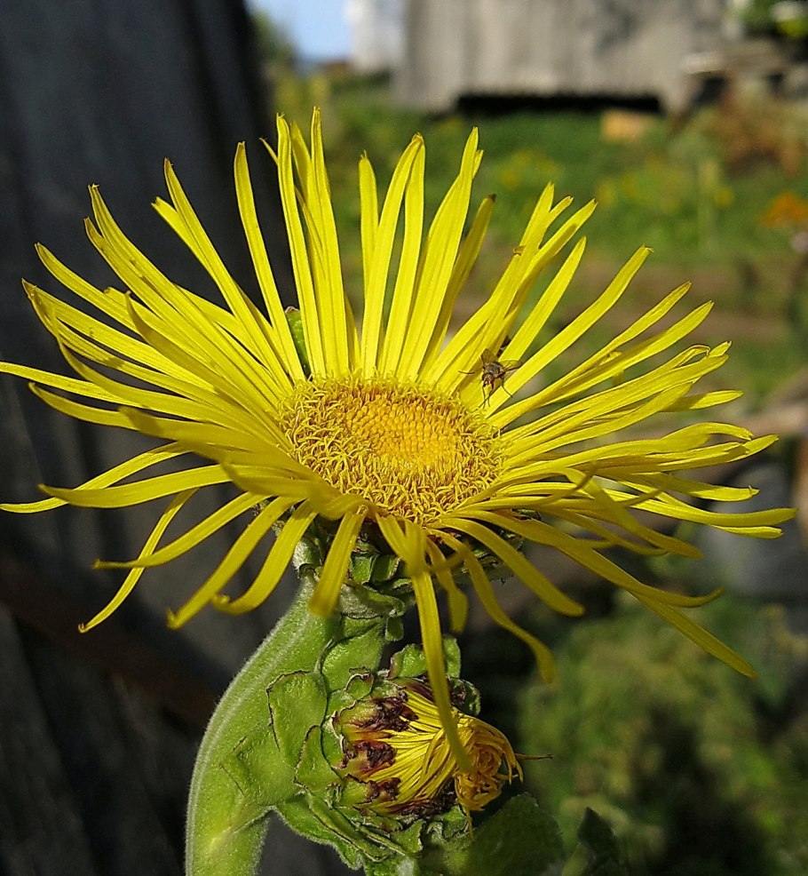 Девясил цветок