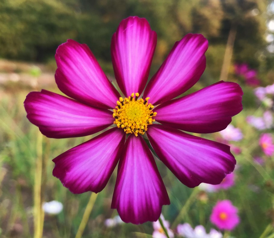 Астровые (Asteraceae)