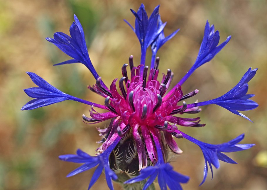 Centaurea kotschyana