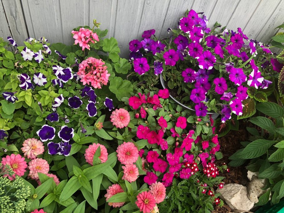 Однолетники розеточные