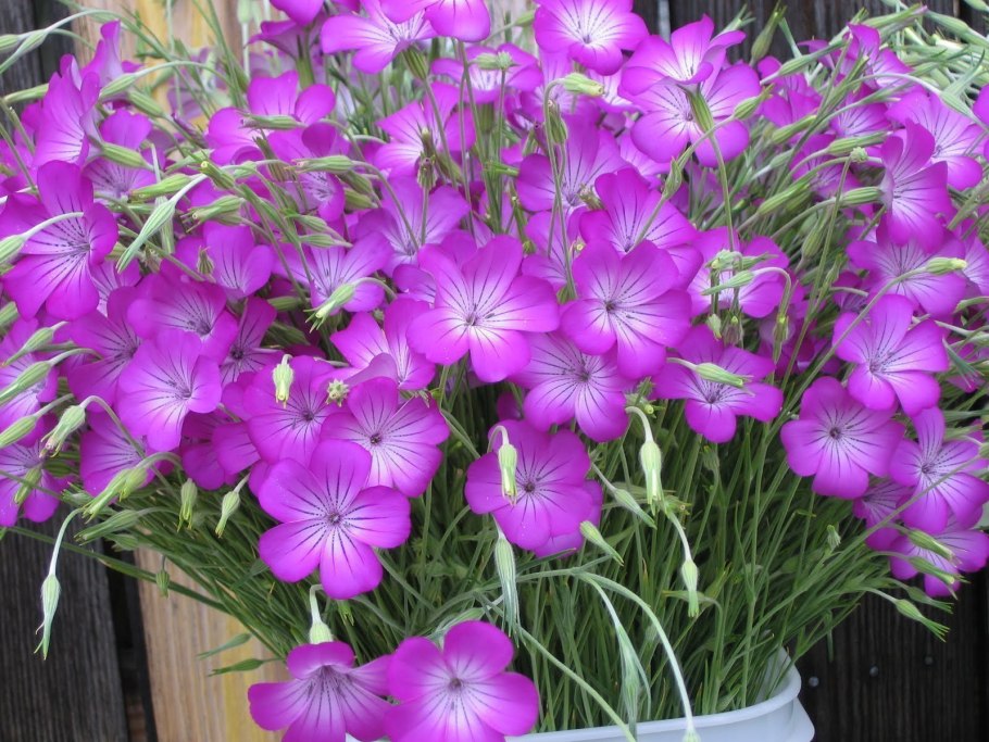 Цветок Агростемма Милас