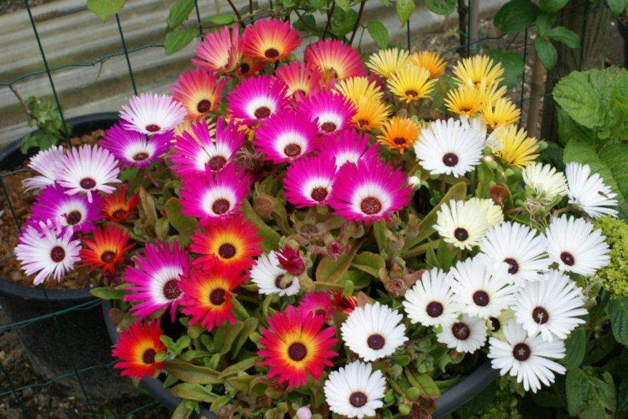 Мезембриантемум Арлекин