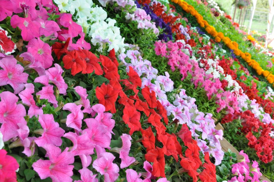 Клумбы бархатцы и петуньи