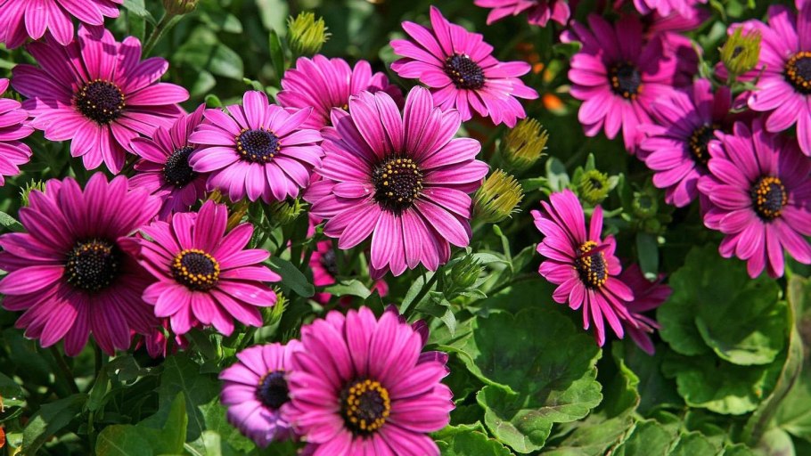 Остеоспермум Санни Парпл