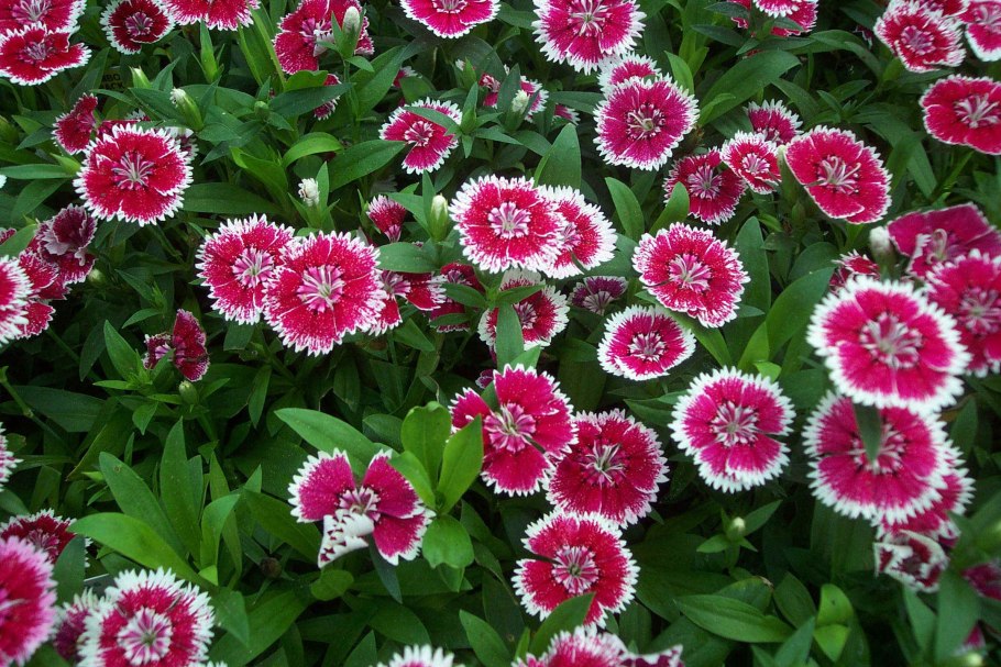 Гвоздика (Dianthus chinensis) Coronet
