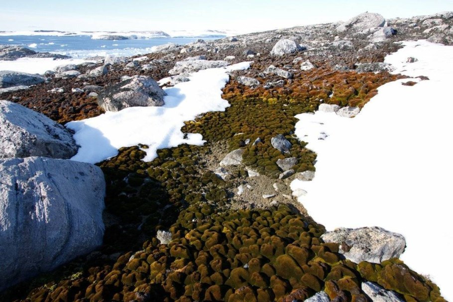 Растительность Антарктиды