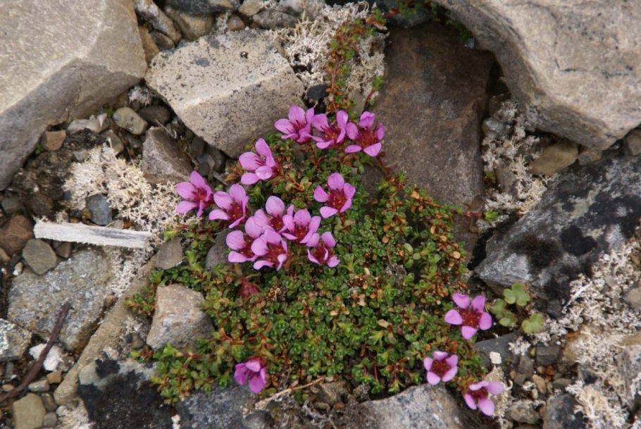 Полярная камнеломка