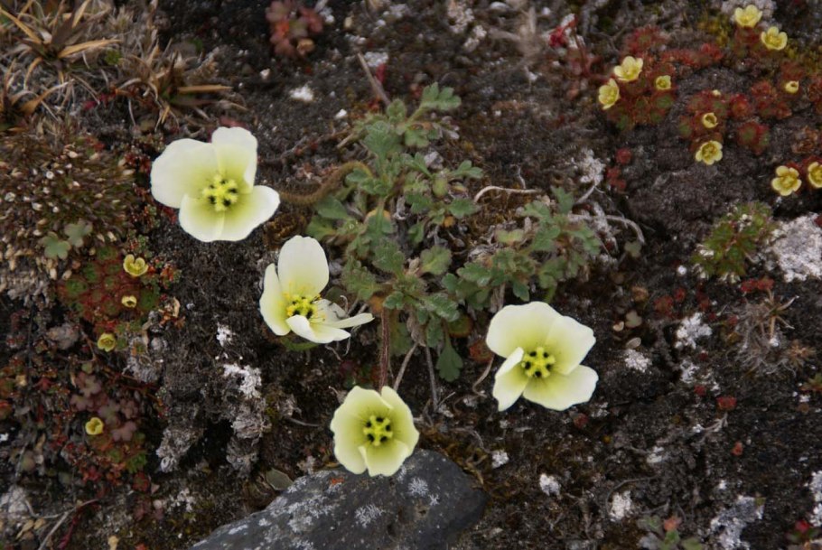 Камнеломка Заполярье