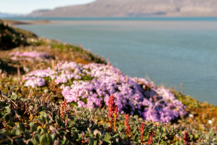 Флора арктических пустынь в России