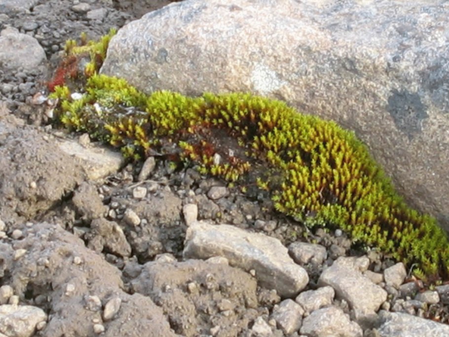 Камнеломка Северная Франца Иосифа