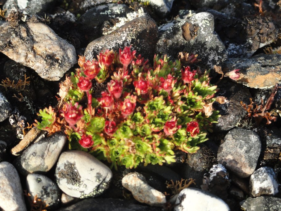 Камнеломка Арктическая