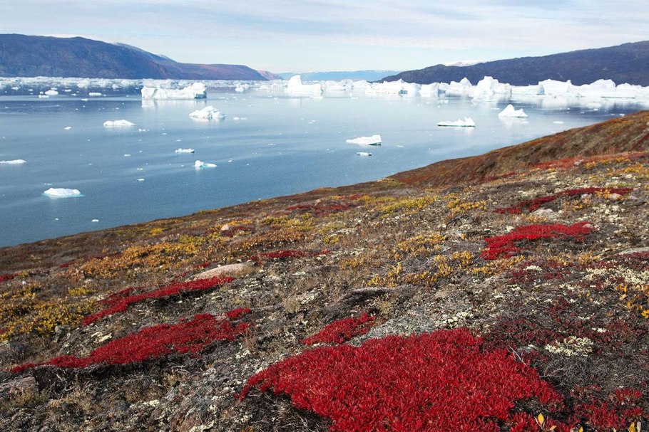 Гренландия тундра