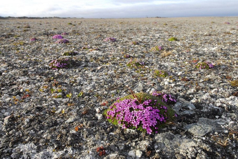 Растения арктических пустынь Евразии