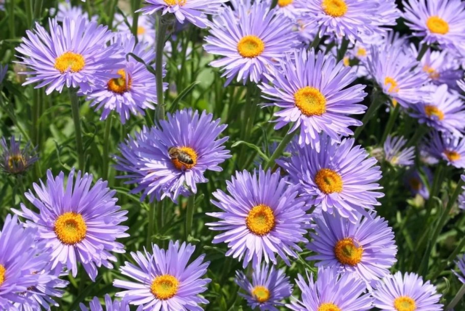 Астра Альпийская (Aster Alpinus) ‘Glory’