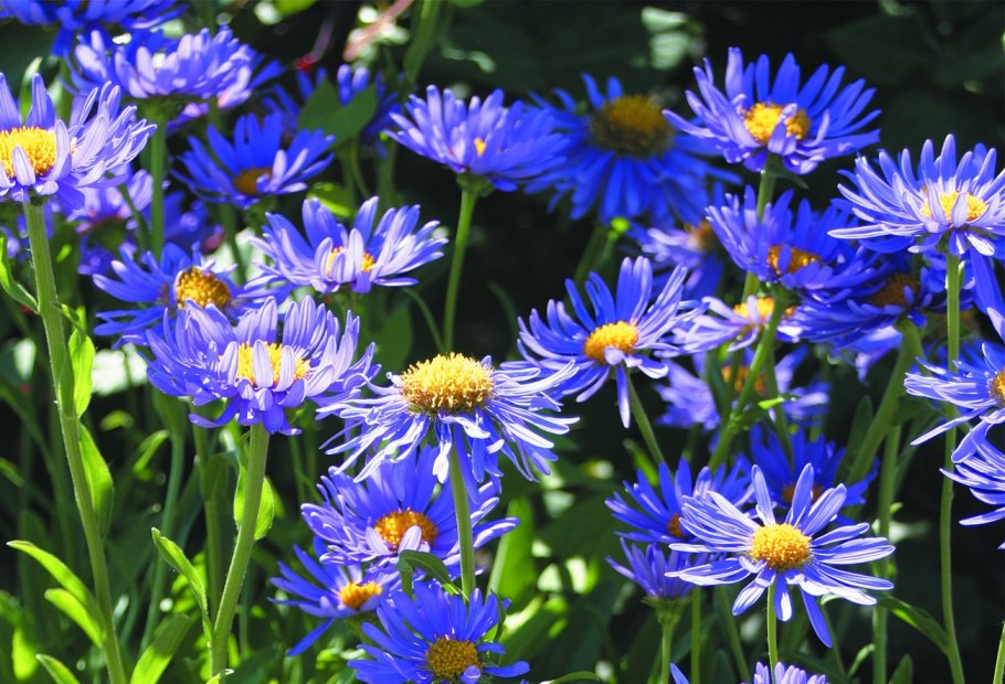 Астра Альпийская (Aster Alpinus Blue