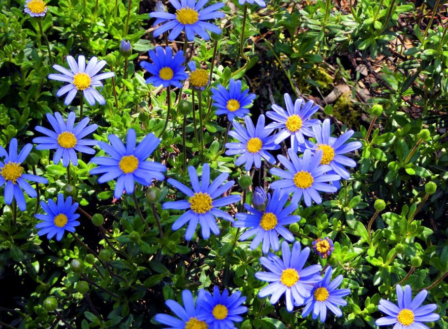 Голубая Ромашка Фелиция