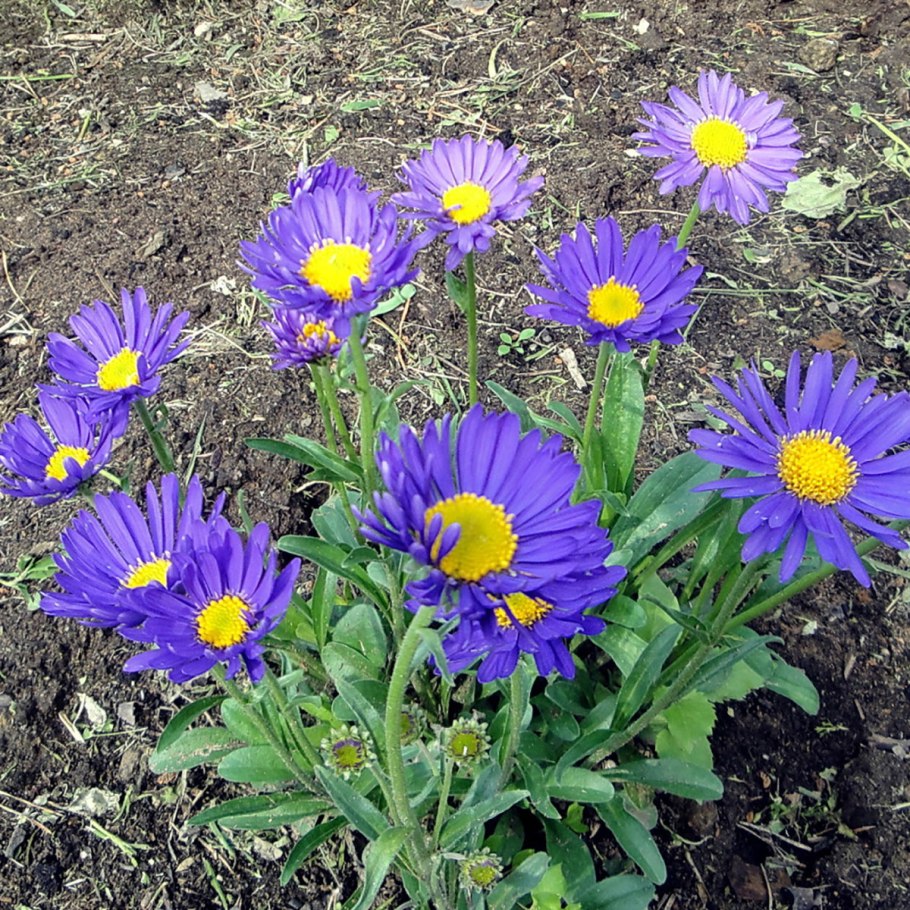 Астра Альпийская (Aster Alpinus)