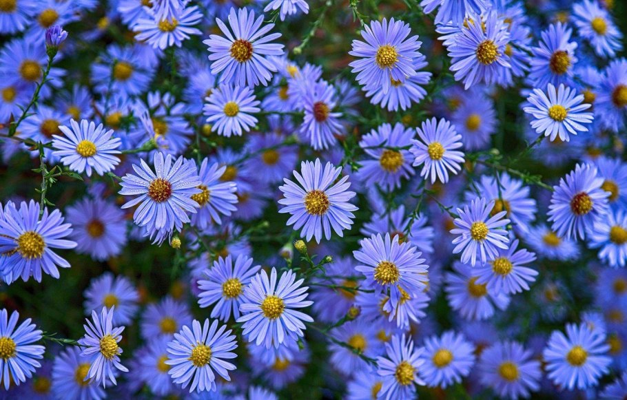 Астра Альпийская / Aster Alpinus "dunkle schone"