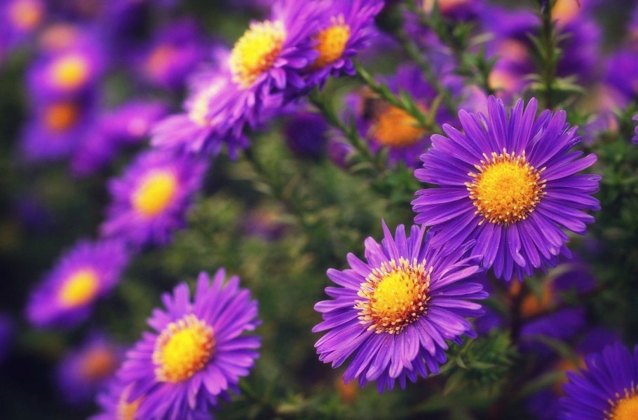 Астра многолетняя кустарниковая (Aster dumosus)