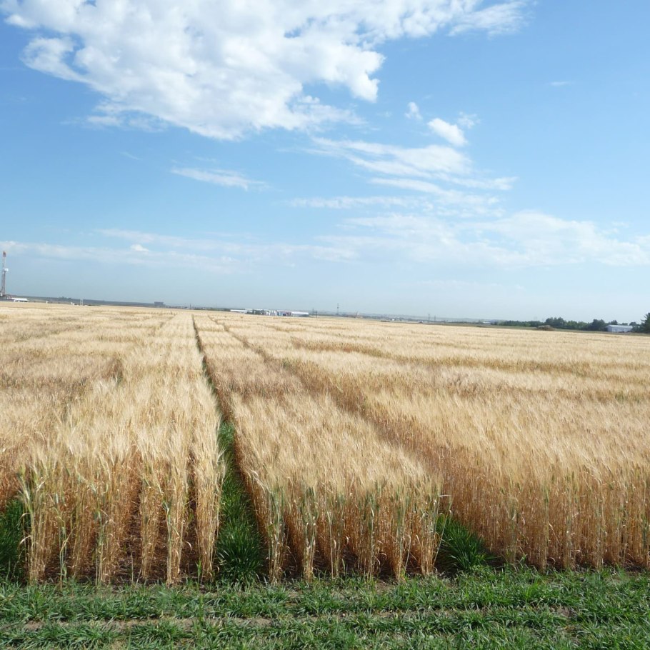 Озимая пшеница 2021