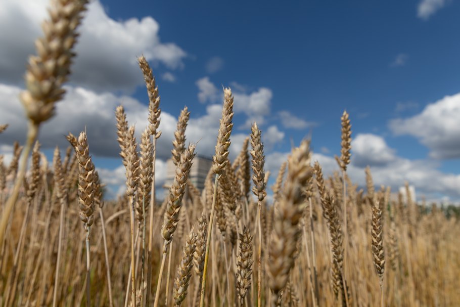 Озимая пшеница Тимирязевка