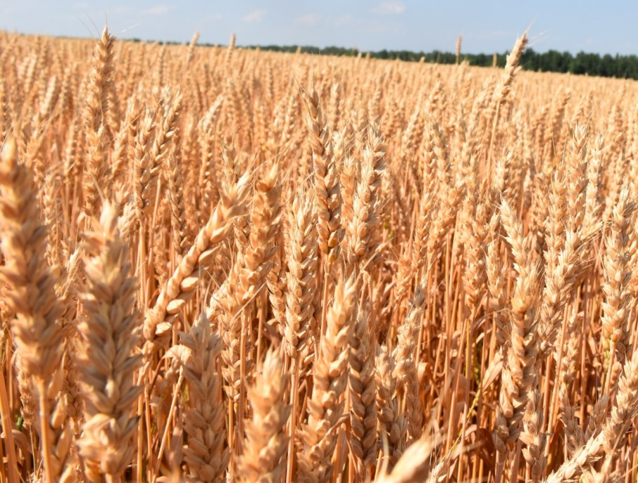 Озимая пшеница сорт Баграт