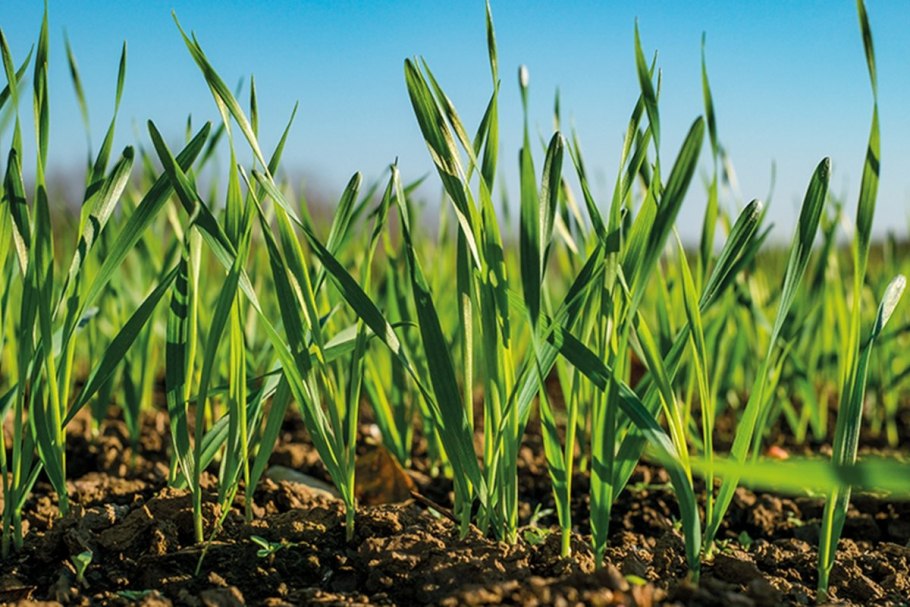 Всходы Яровой пшеницы