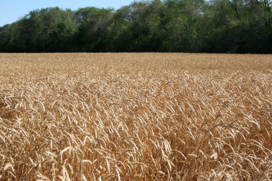 Рожь посевная