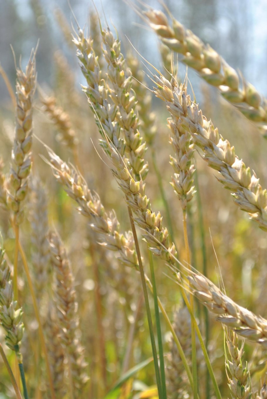 Мироновская 808 озимая пшеница