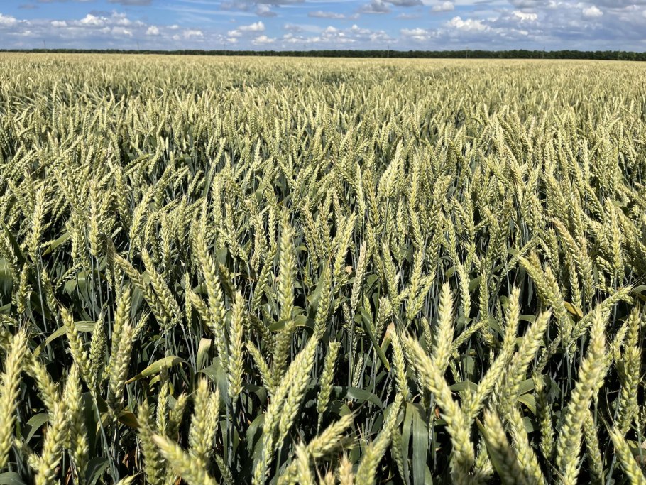 Юка пшеница описание сорта озимая