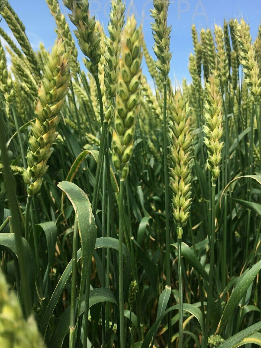 Сорт Алексеич озимая пшеница