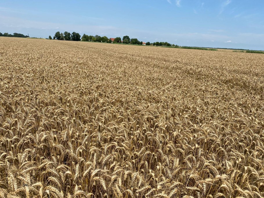 Сорт пшеницы Собербаш
