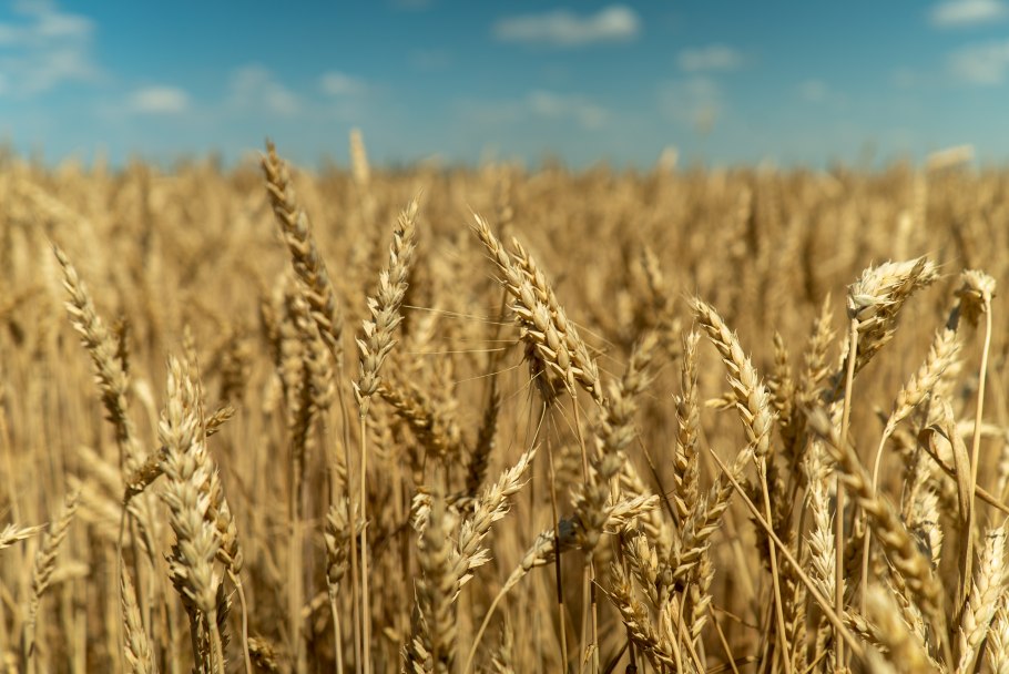 Пшеница Россия