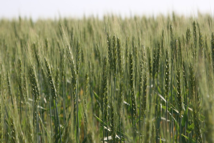 Озимая пшеница Московская 56