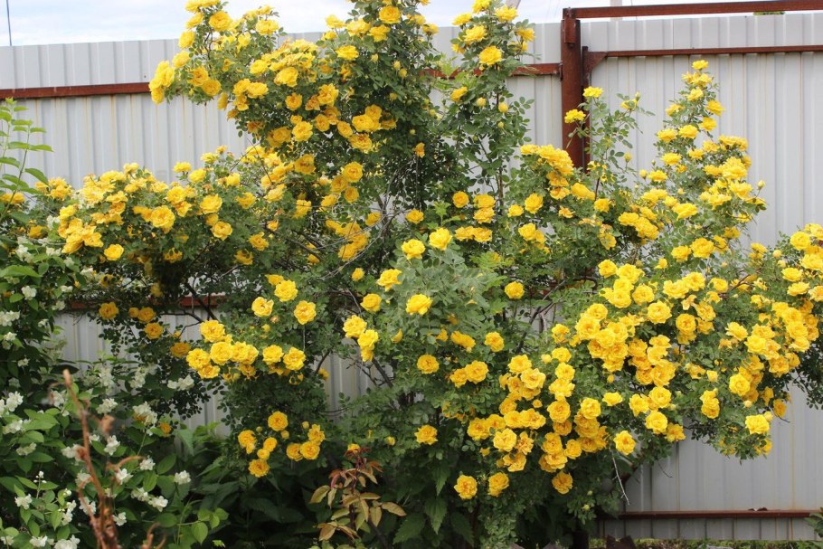 Роза ругоза канина