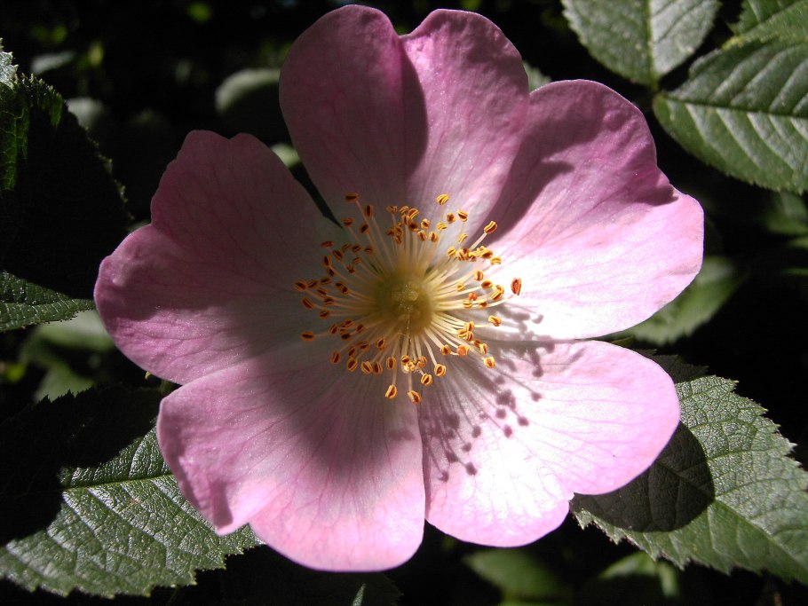 Роза спинозиссима