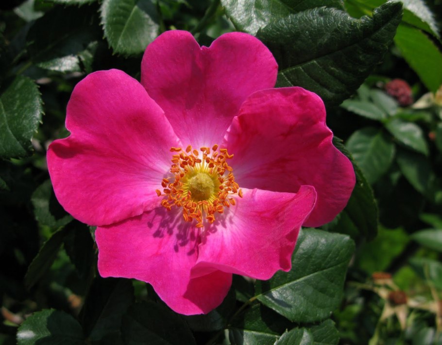 Шиповник капучино