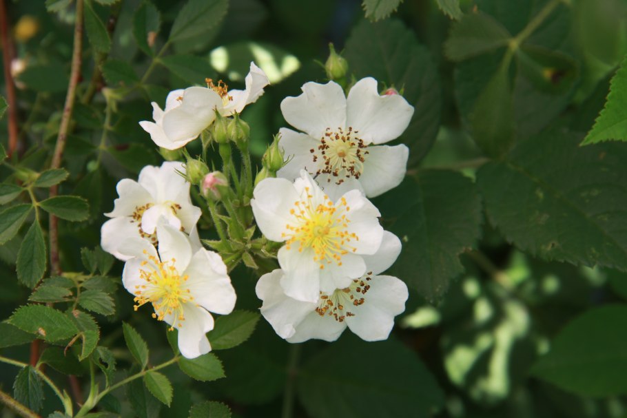 Сильвер Парковая роза