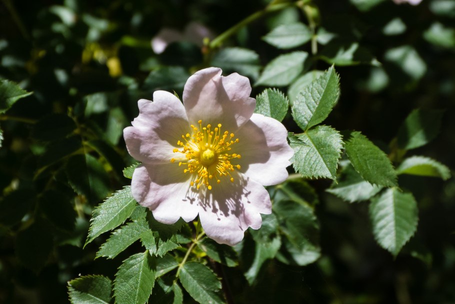 Rosa Canina (роза канина)